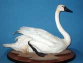 Swan
